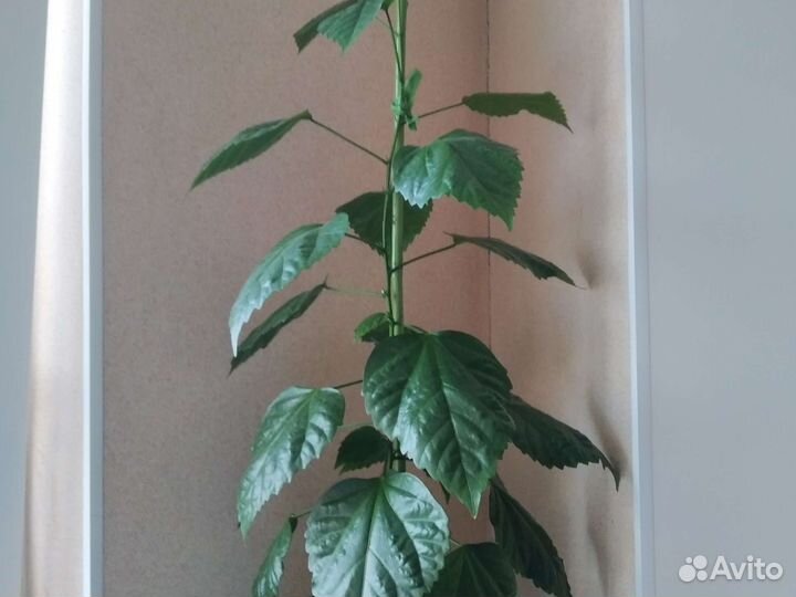 Гибискус