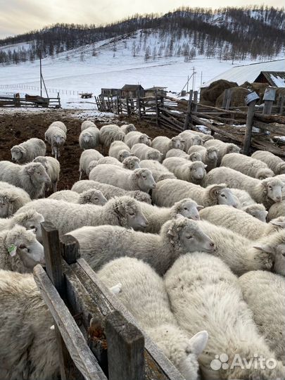 Овцы