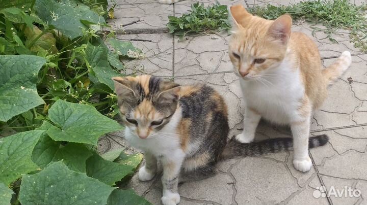 Кошки в добрые руки