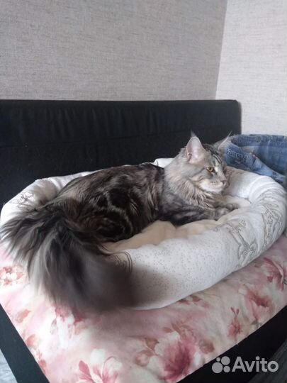 Отдам в добрые руки кот Мейн кун