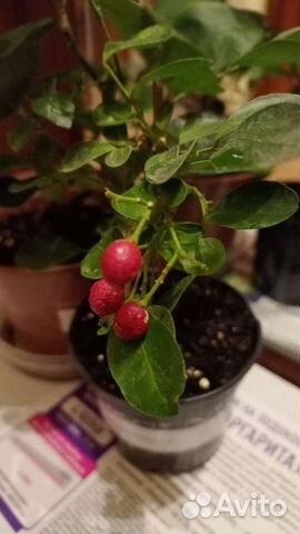 Муррайя, Гранат с плодиками