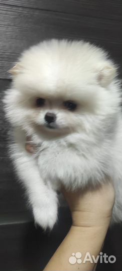 Щенки померанского шпица