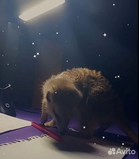 Сурикат девочка