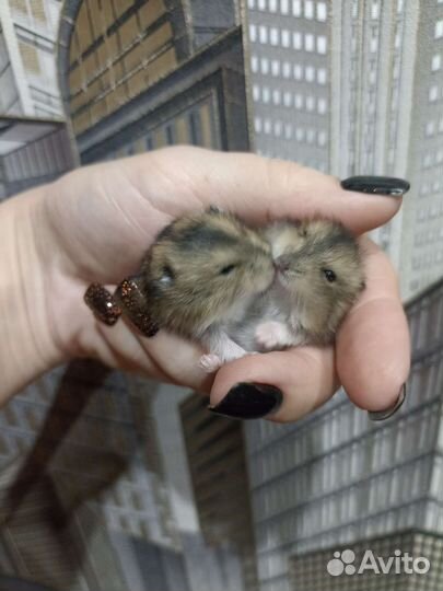 Джунгарский хомячок Dwarf hamster