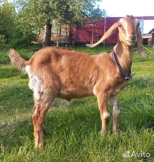 Англо нубийские козлик