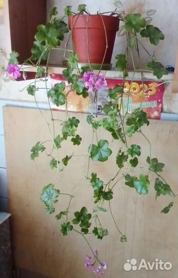 Пеларгония Кристал Квин Роуз