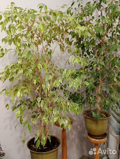 Фикусы большие
