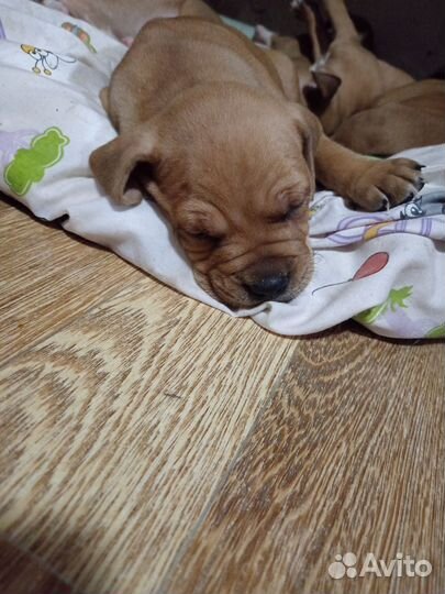 Мальчишки стаффорды