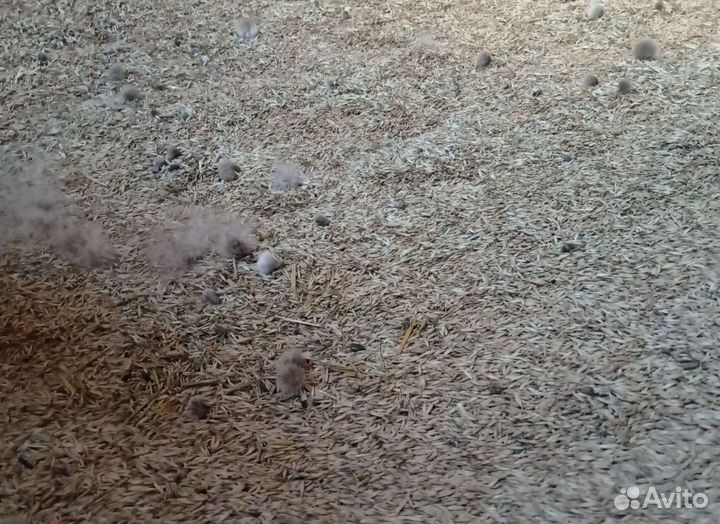 Подсолнечник, Сахарная свёкла на корм