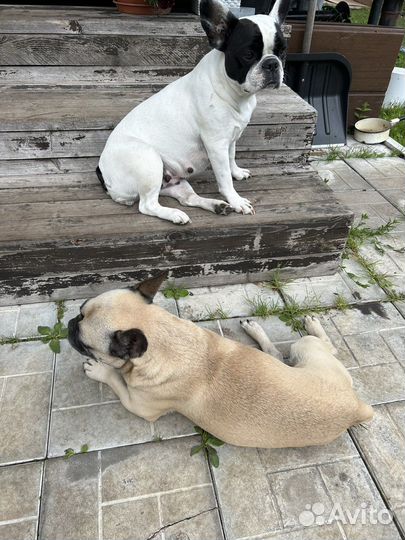 Французский бульдог