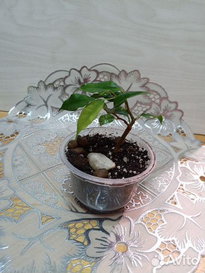 Фикус Вианди