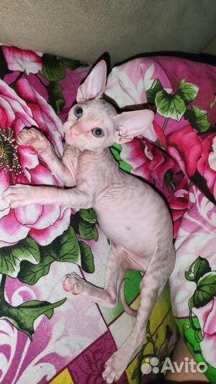 Кошки донской сфинкс