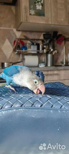 Попугай неразлучники с клеткой ручные