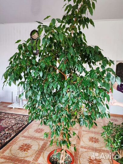 Фикус бенджамина