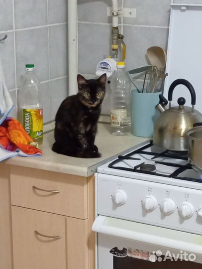Кошка в дар