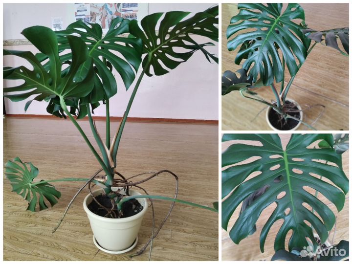 Комнатные растения