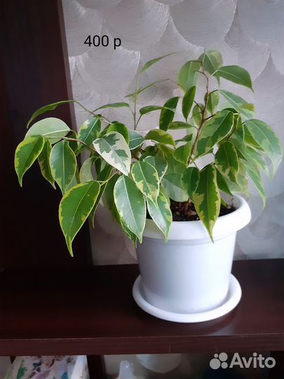 Фикус Бенджамина Кинки