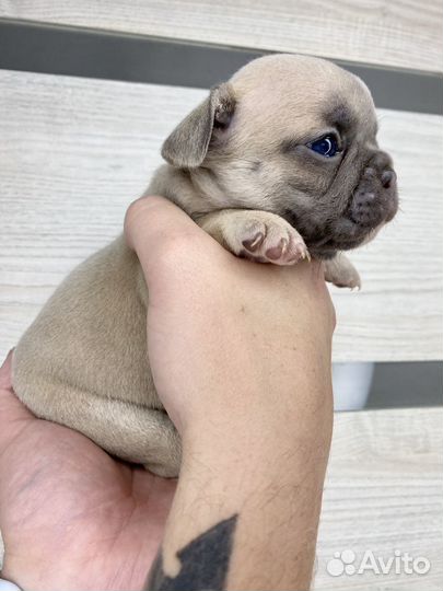 Французский бульдог девочка голубой фавн
