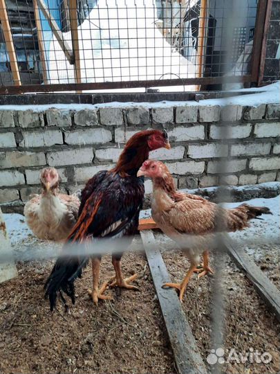 Цыплята байцовий