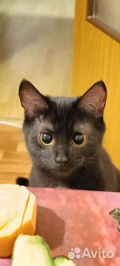 Котёнок в дар бесплатно