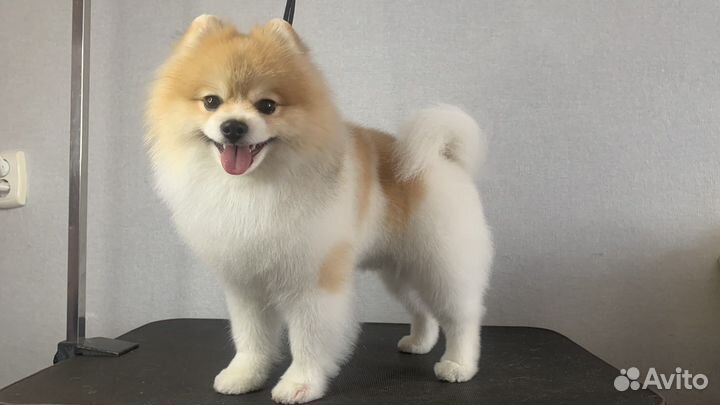 Стрижка мойка собак кошек груминг