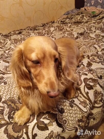 Мужчина таксы для вязки