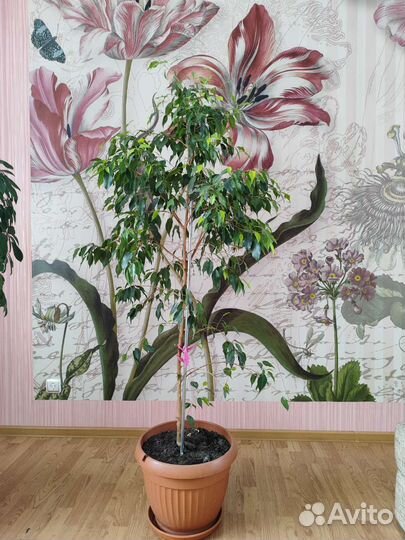 Фикус бенджамина