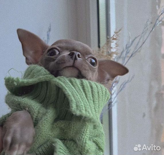 Мальчик чихуахуа