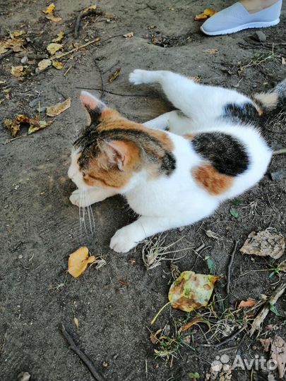 Кошка бесплатно