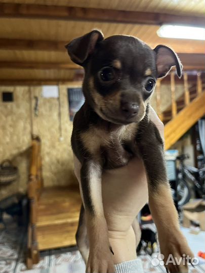 Мини той-терьер