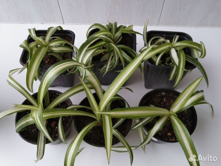 Комнатные цветы, традесканция, хлорофитум, фиалки