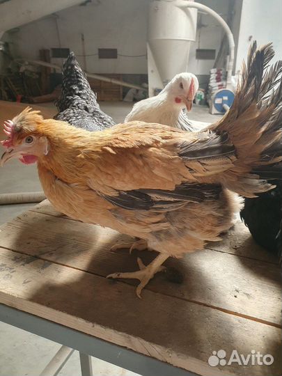 Куры несушки. Разных пород. Доставка на Дом