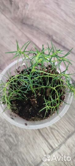 Гибискус сортовой Сирийский, Криптомерия японская