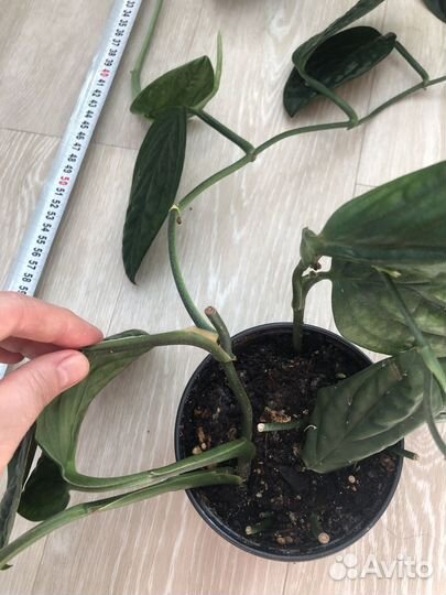 Эпипремнум марбл планет
