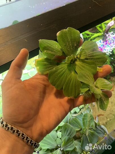 Пистия. Растения для аквариума и террариума