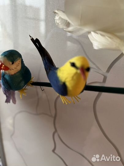 Декоративные птицы