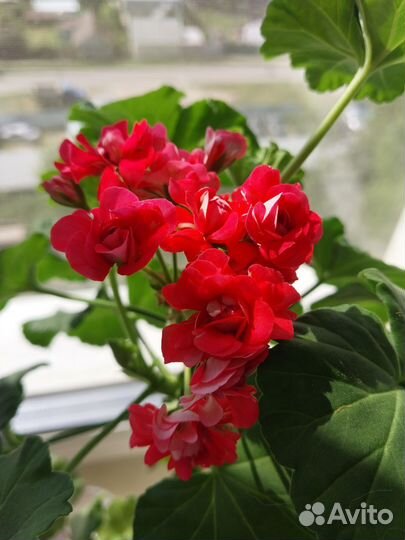 Пеларгония герань