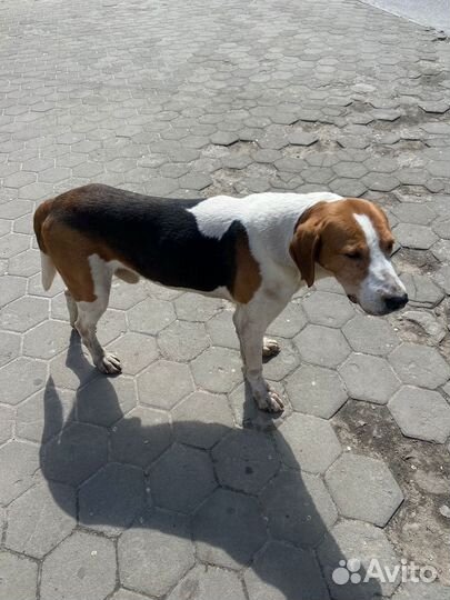 Собака в добрые руки