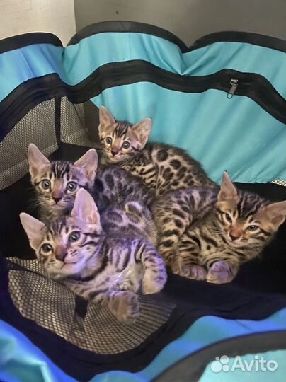 Бенгальские котята