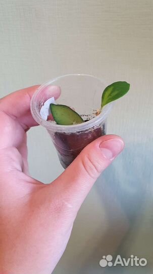 Обновлено. Хойя разные укоренённые черенки