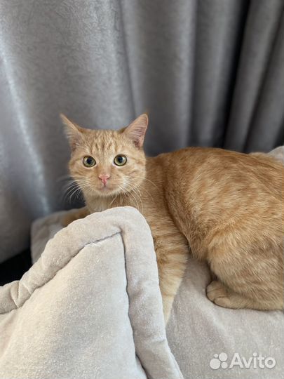 Котенок Лаки