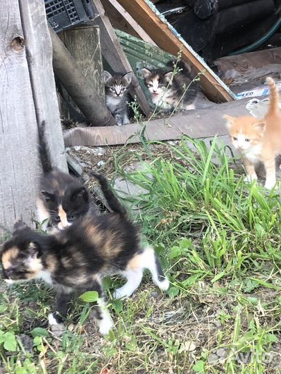 Котята бесплатно