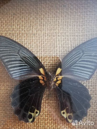 Бабочка в рамке