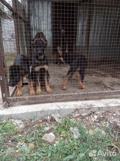 Щенки немецкой овчарки