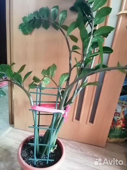 Замиокулькас