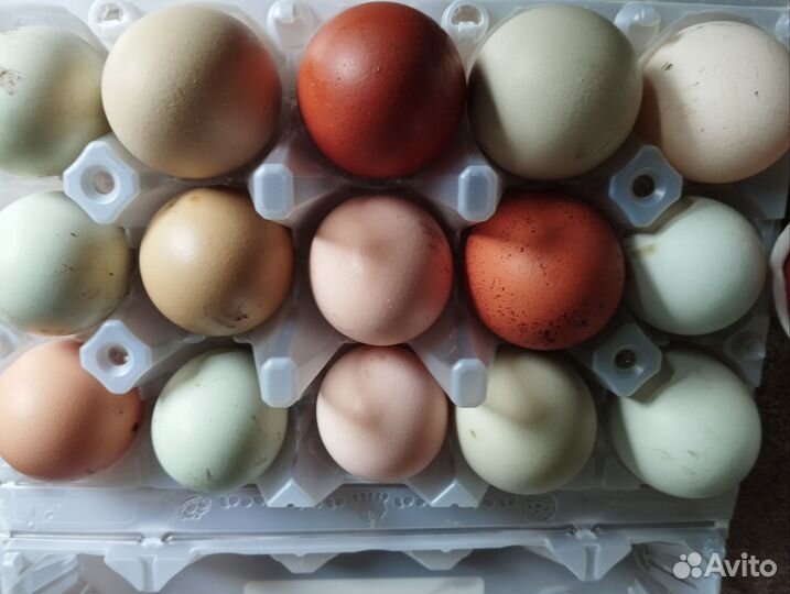 Молодые петухи