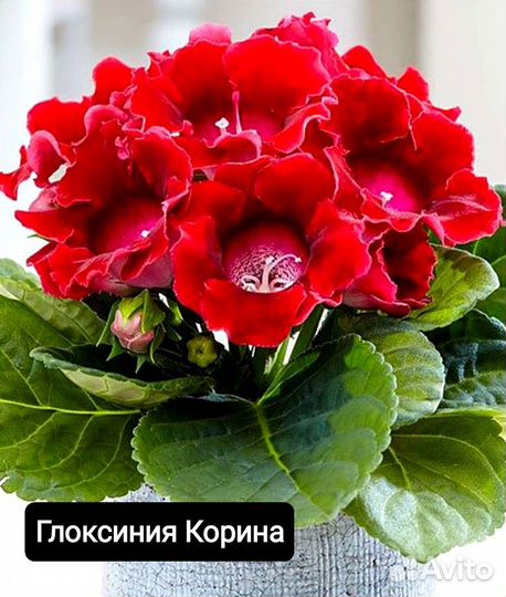 Глоксиния клубни