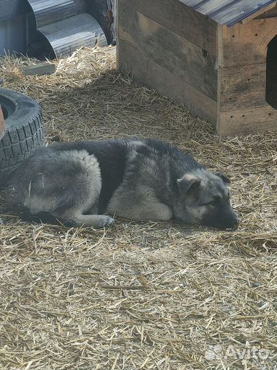 Щенки лайки