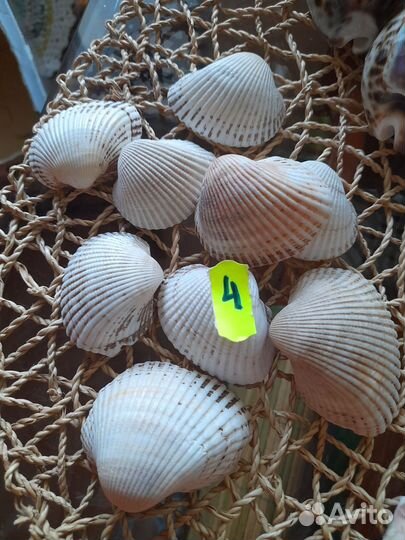 Морские ракушки раковины