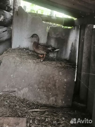 Подсадные утки